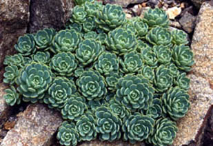 Sedum pachyclados